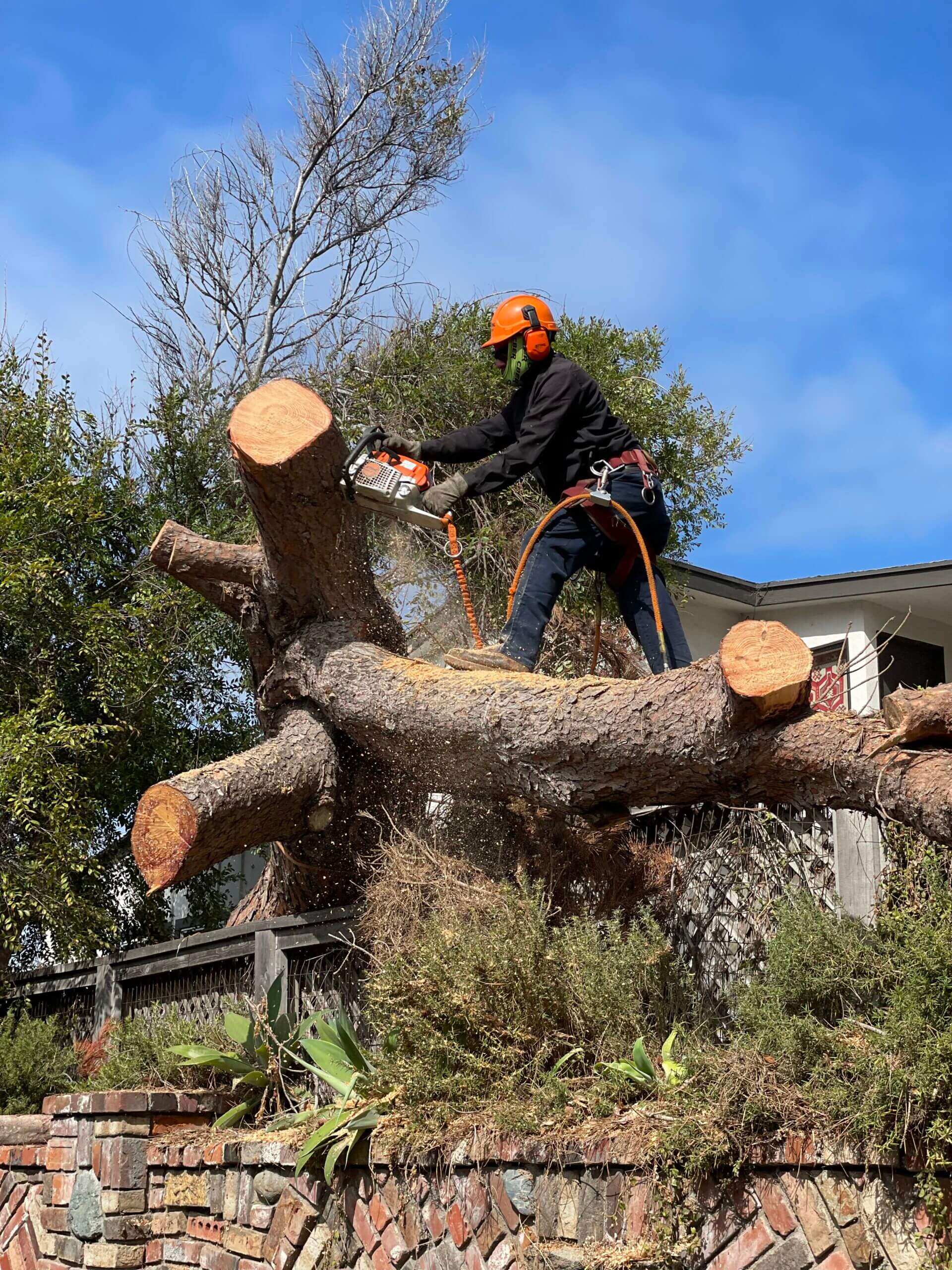 Tree Removal